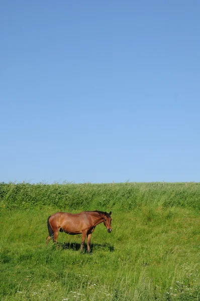 Fransa, bir at bir çayır longuesse içinde — Stok fotoğraf