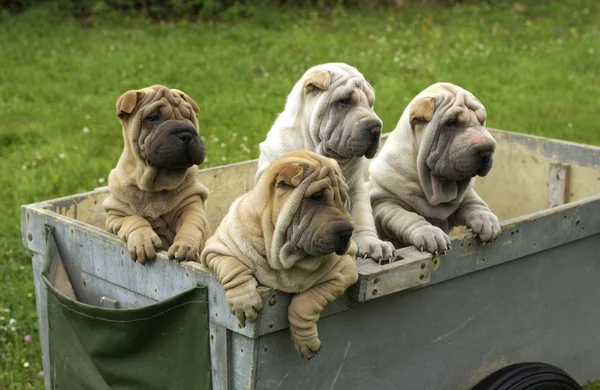 Shar pei, австралійська вівчарка на лузі — стокове фото