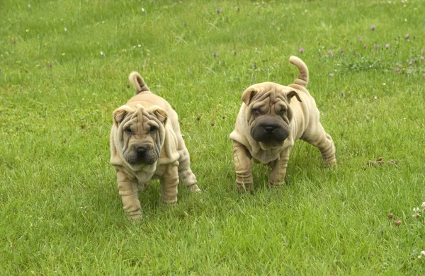 Shar pei, pastor autralian em um prado — Fotografia de Stock