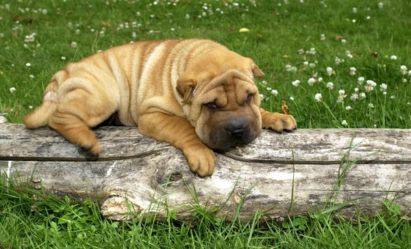 Shar pei, autralian herder in een weide — Stockfoto