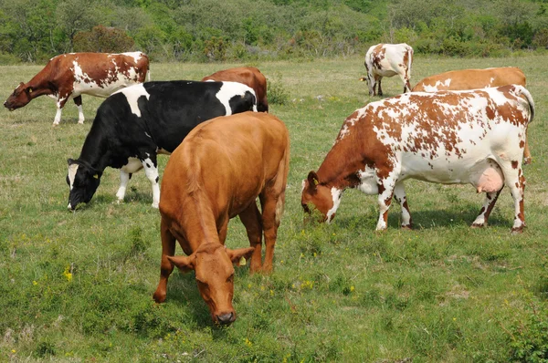 Κοπάδι των αγελάδων σε ένα λιβάδι στη Σουηδία — Φωτογραφία Αρχείου