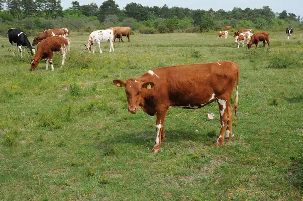Kühe auf einer Weide in Schweden — Stockfoto