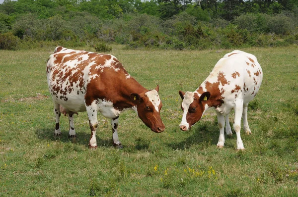 Kühe auf einer Weide in Schweden — Stockfoto