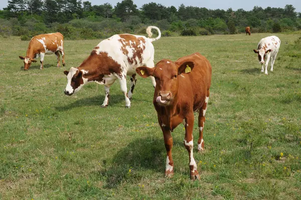 Stádo krav na louce ve Švédsku — Stock fotografie