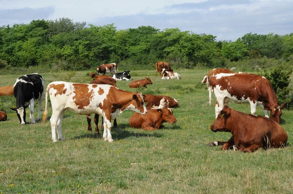 スウェーデンの草原で牛群れ — ストック写真