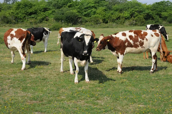 Troupeau de vaches dans une prairie en Suède — Photo