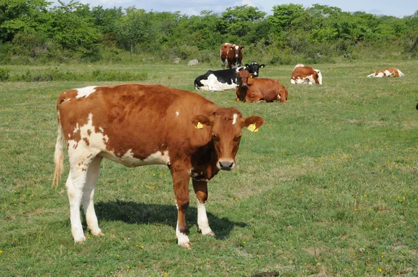 Troupeau de vaches dans une prairie en Suède — Photo