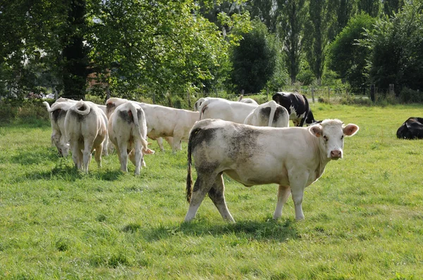 Cows in a meadow in France — Stock Photo, Image