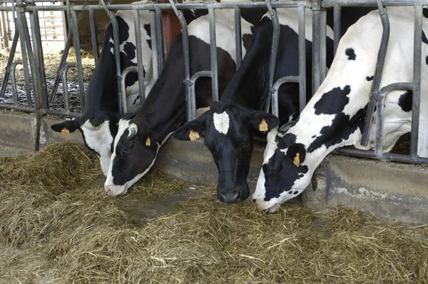 Αγελάδες σε ένα στάβλου στη Γαλλία — Φωτογραφία Αρχείου