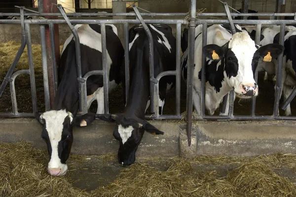 Cows in a cowshed in France — Stock Photo, Image