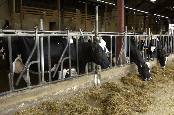 Cows in a cowshed in France — Stock Photo, Image