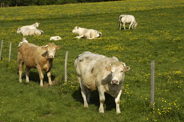 Vacas em um prado em França — Fotografia de Stock
