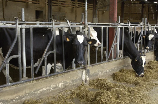 Αγελάδες σε ένα στάβλου στη Γαλλία — Φωτογραφία Αρχείου