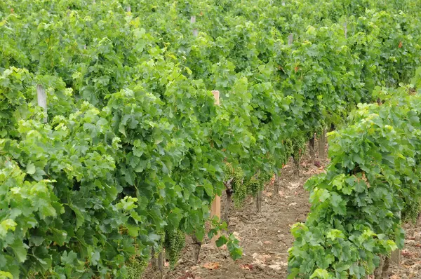 Gironde, vineyard of Saint Emilion in Aquitaine — Stock Photo, Image