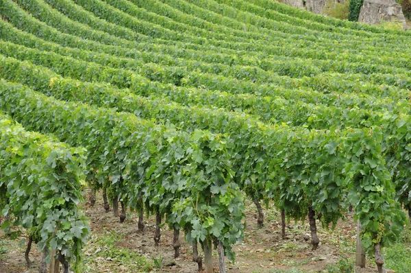 Gironde, vingård saint emilion i aquitaine — Stockfoto