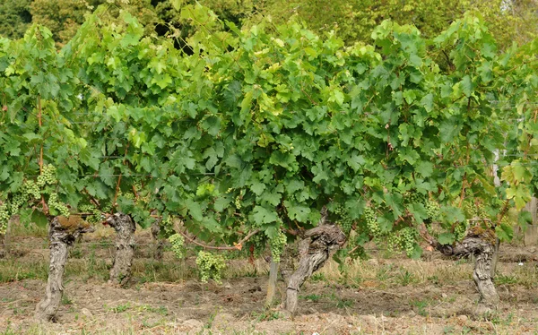 吉伦特省，圣埃米利永在阿基坦大区的葡萄园 — 图库照片