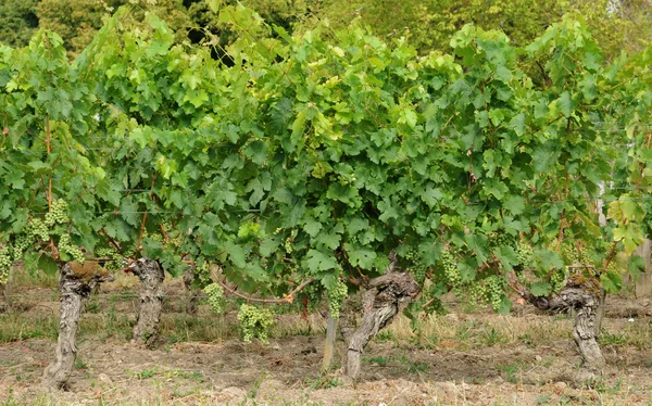 Gironda, vigneto di Sant'Emilio in Aquitania — Foto Stock