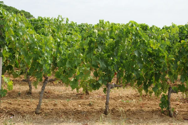 Gironde, Weinberg des heiligen Milieus in Aquitanien — Stockfoto