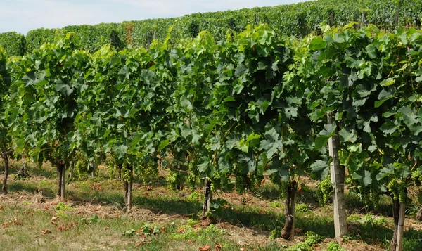 Gironde, vinice saint emilion v regionu Akvitánie — Stock fotografie