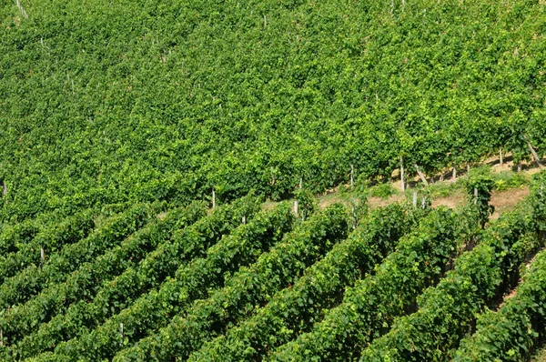 Gironde, vineyard of Saint Emilion in Aquitaine — Stock Photo, Image