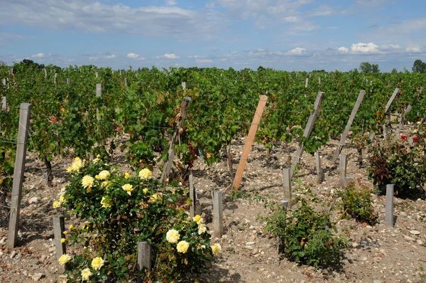 Wijngaarden van saint julien beychevelle — Stockfoto