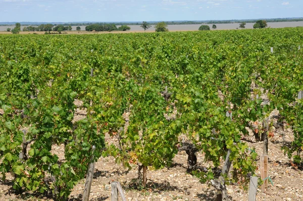 Vineyard of Saint Julien Beychevelle — Stock Photo, Image