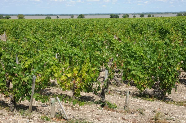 Vineyard of Saint Julien Beychevelle — Stock Photo, Image