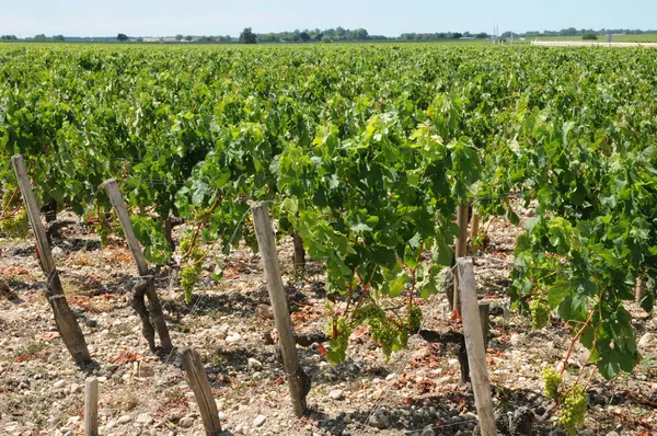 Vineyard of Saint Julien Beychevelle — Stock Photo, Image