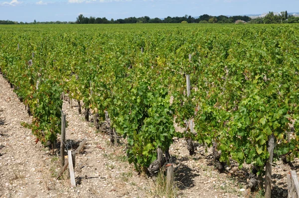 I saint julien beychevelle vingård — Stockfoto