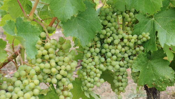 Gironda, vinha de Saint Emilion na Aquitânia — Fotografia de Stock