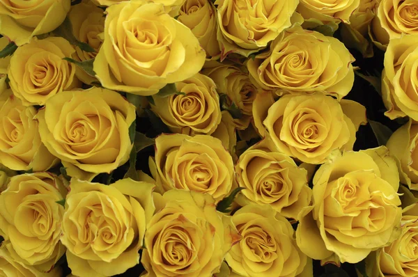 Květina, zblízka růže — Stock fotografie