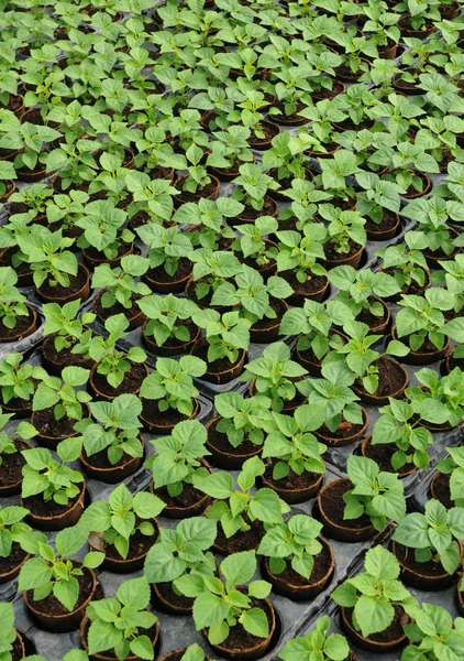 Växter i en plantskola — Stockfoto