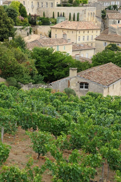 Gironde, Saint Emilion Aquitaine szőlőskertje — Stock Fotó