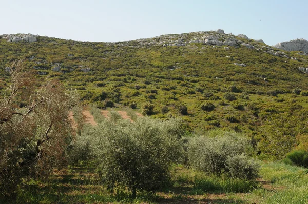 Landschaft der Alpilles in der Provence — Stockfoto