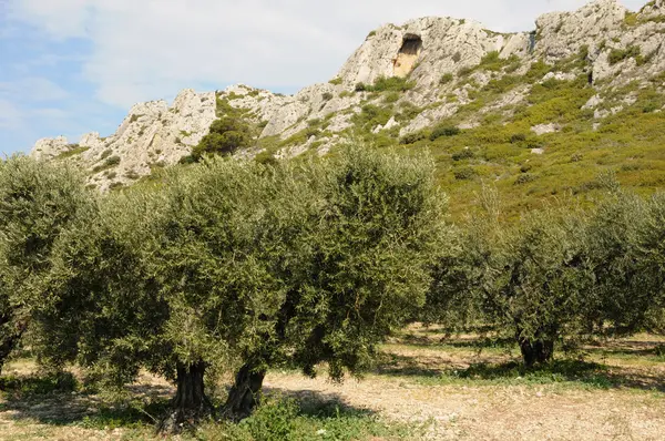 Landscape of Les Alpilles in Provence — Stock Photo, Image