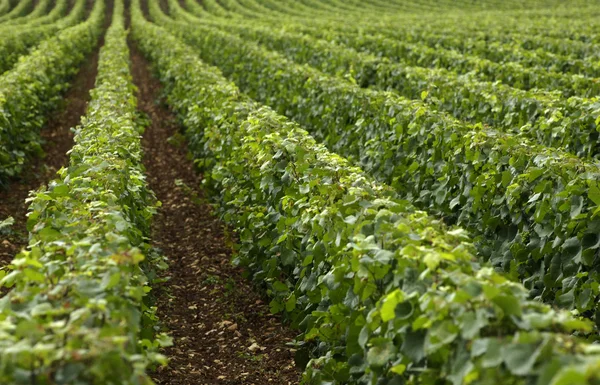 Vineyard in Burgundy — Stock Photo, Image