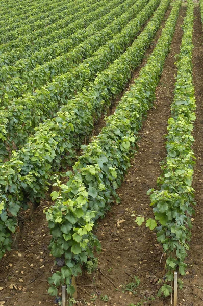 Vineyard in Burgundy — Stock Photo, Image