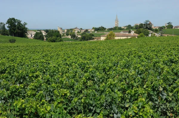 Жиронда, виноградник Святого Эмилиона в Аквитании — стоковое фото