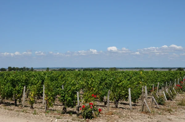 Vineyard of Saint Julien Beychevelle — Stock Photo, Image