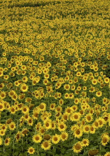 Field of sunflower Stock Photo