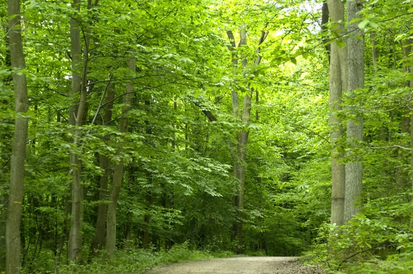 Bos in Frankrijk — Stockfoto