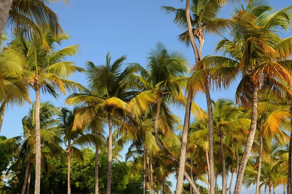 Palma na Guadeloupu — Stock fotografie