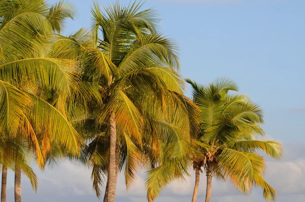 Palme in Guadeloupe — Stockfoto