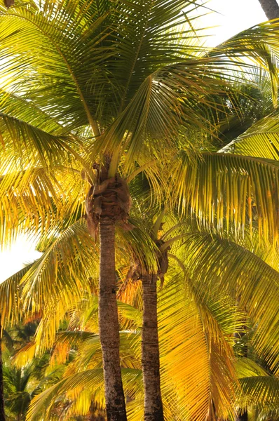 Palmeira em Guadalupe — Fotografia de Stock