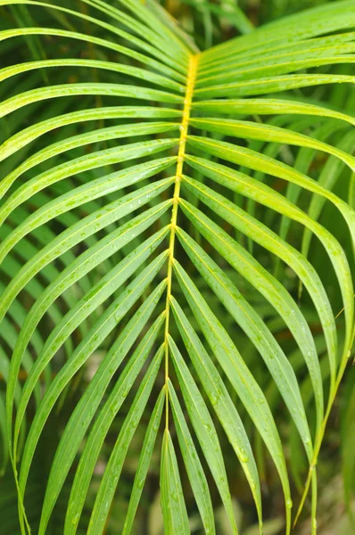 Palmer i Guadeloupe — Stockfoto