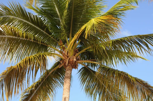 Palmeira em Guadalupe — Fotografia de Stock
