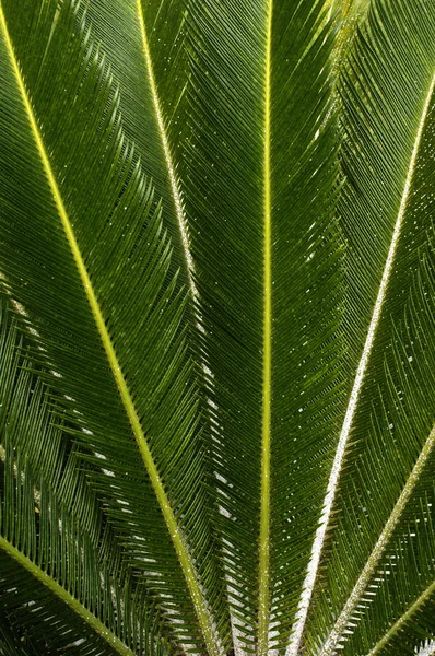 瓜德罗普岛棕榈树 — 图库照片