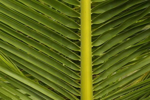 瓜德罗普岛棕榈树 — 图库照片