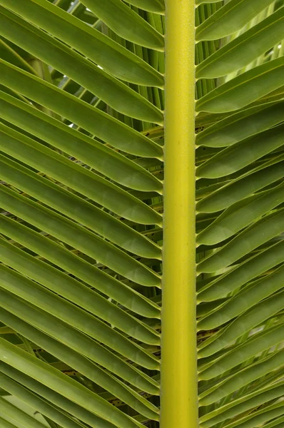 Palm tree in Guadeloupe — Stock Photo, Image