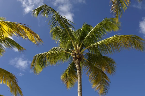 Palmera en Guadalupe — Foto de Stock